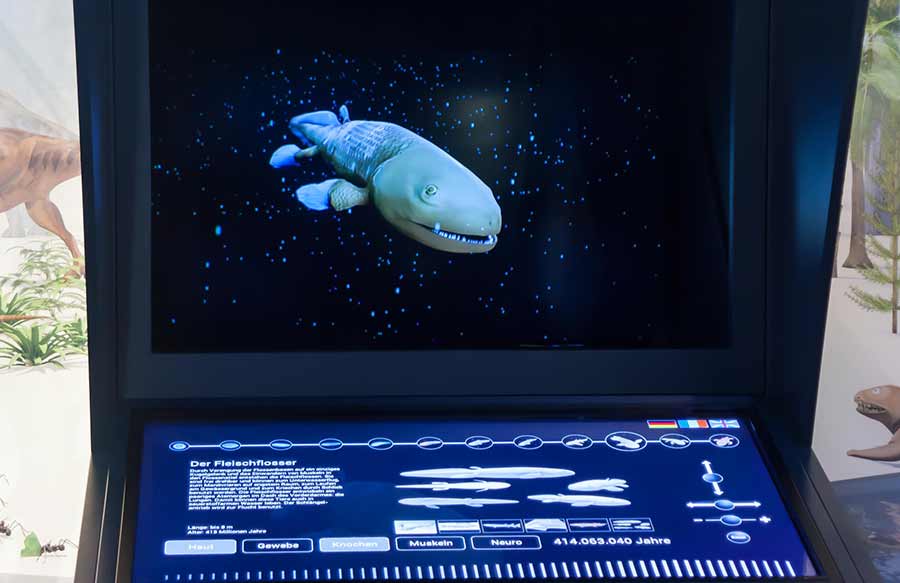 Evolutionslinien_pong_li_s4